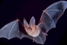 Bats Are Not Blind