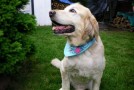 One Dog Year Isn’t Equal to Seven Human Years