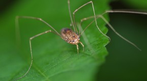 “Daddy Long Legs” Are Not the Most Poisonous Spider
