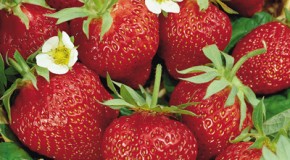 A Strawberry is Not a Berry