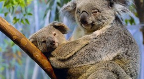 Koalas Are Not a Type of Bear