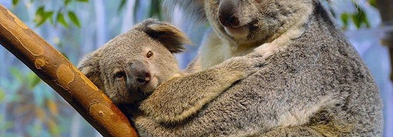 koala bear name