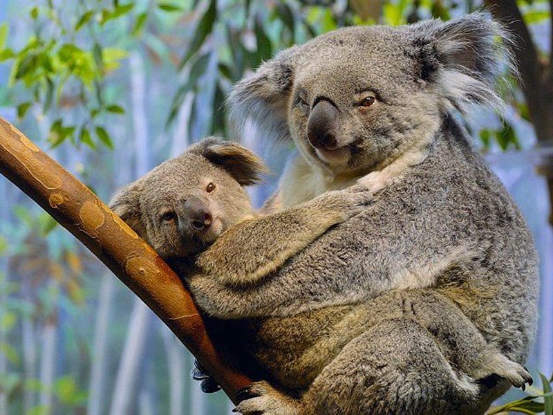 Koalas Are Not a Type of Bear