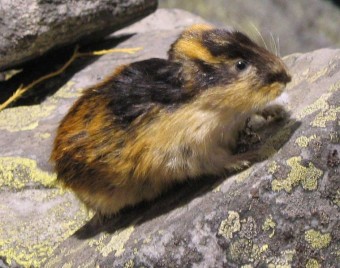 Stranger than suicide: Mystery of the Lemming