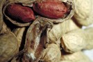 Peanuts Are Not Nuts