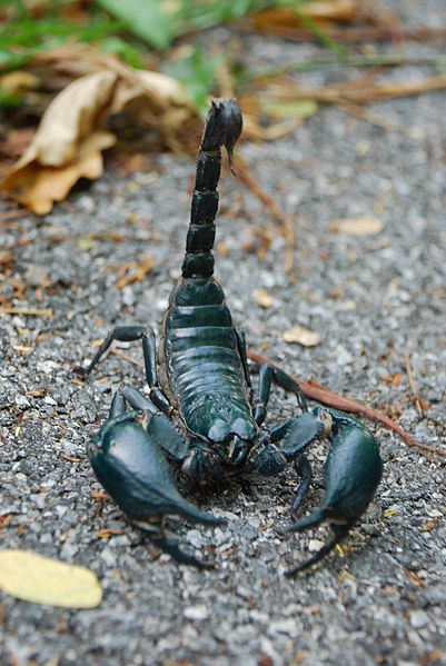 What do scorpions eat?