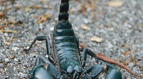 Scorpions Can Live for as Much as a Year Without Eating