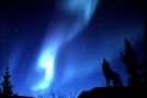 Duck’s Quacks and Wolf’s Howls Both Echo