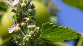 Why Cats Like Catnip