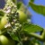 Why Cats Like Catnip