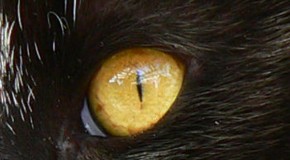 Both Cats and Dogs can See Color