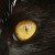 Both Cats and Dogs can See Color