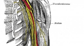 What Causes Arms, Legs, and Feet to “Fall Asleep”