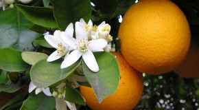 Navel Orange Trees are All Clones of Each Other