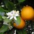 Navel Orange Trees are All Clones of Each Other