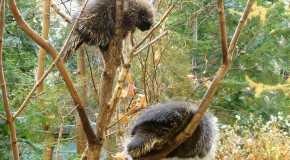 How Porcupines Mate