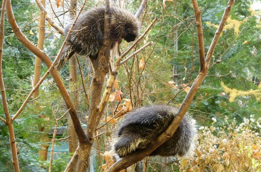 #htmlcaption_8728 How Porcupines Mate
