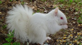 Squirrels Can Purr