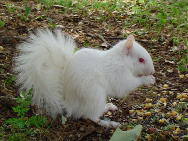 UNTalbinosquirrel1.jpg