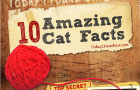 10 Amazing Cat Facts