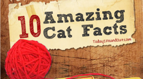 10 Amazing Cat Facts