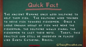 The Ancient Romans Once Trained Dolphins to Help them Fish