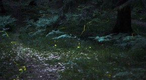 How a Firefly Glows