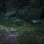 How a Firefly Glows