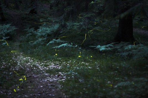 #htmlcaption_8723 How a Firefly Glows