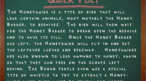 There is a Type of Bird that Will Purposefully Lead People and Certain Animals to Beehives