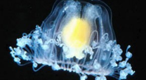 There is a Species of Jellyfish That can Age Backwards
