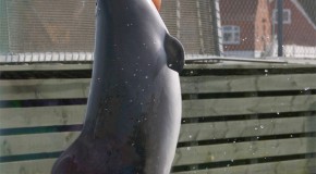 Dick Van Dyke was Once Saved by Porpoises When He Found Himself Lost at Sea on a Surfboard