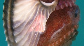 There is an Octopus With a Detachable Penis