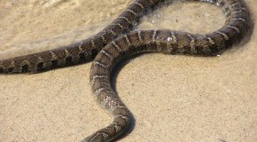 All Snakes can Swim