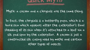 A Cocoon and a Chrysalis are Not the Same Thing