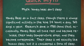 Honey Bees Actually Do Sleep