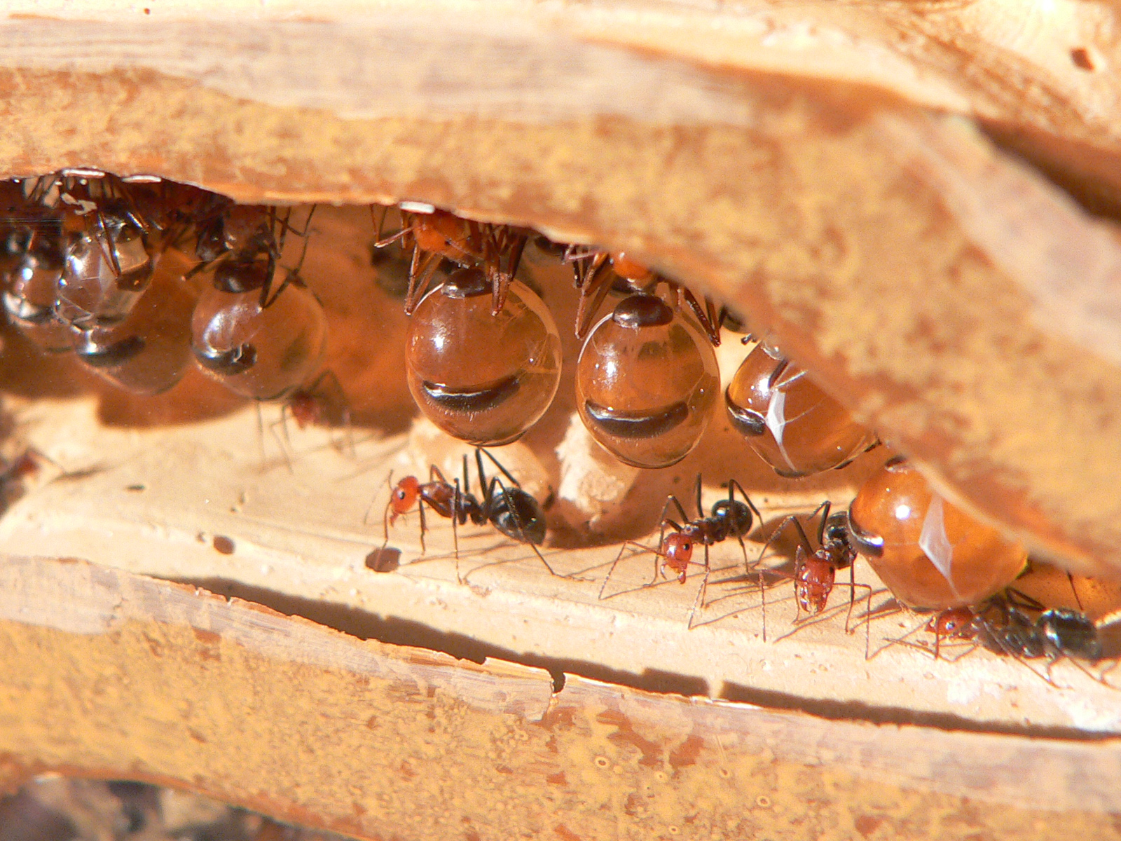 How long can an ant survive under water?