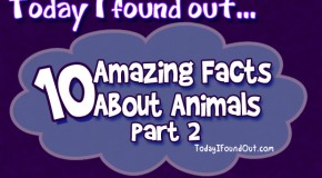 10 Amazing Animal Facts: Part 2