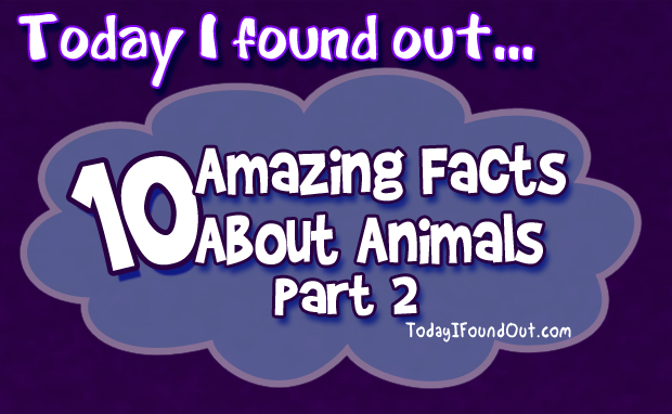 10 Amazing Animal Facts: Part 2