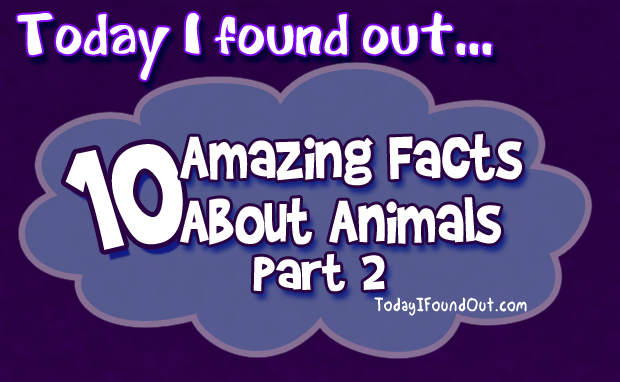 Animal Facts Infographic thumbnail Animal Facts Infographic thumbnail