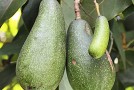 “Avocado” Derives from a Word Meaning “Testicle”
