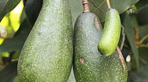 “Avocado” Derives from a Word Meaning “Testicle”