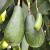 “Avocado” Derives from a Word Meaning “Testicle”
