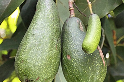 #htmlcaption_10486 “Avocado” Derives from a Word Meaning “Testicle”