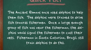 The Ancient Romans Trained Dolphins to Help Them Fish