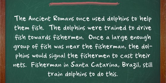 Dolphin Facts