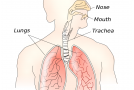 What Causes Hiccups