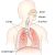 What Causes Hiccups