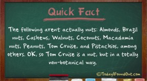 Brazil Nuts, Cashews, Walnuts, Coconuts, Macadamia Nuts, Tom Cruise, Peanuts, and Pistachios are all Technically Not Nuts