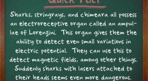 Sharks, Stringrays, and Chimeara All Possess an Organ That Allows Them to Detect Electric Potential